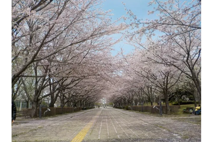 千葉県立柏の葉公園の桜・花見情報_3
