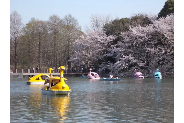 千葉県立柏の葉公園の桜・花見情報_4