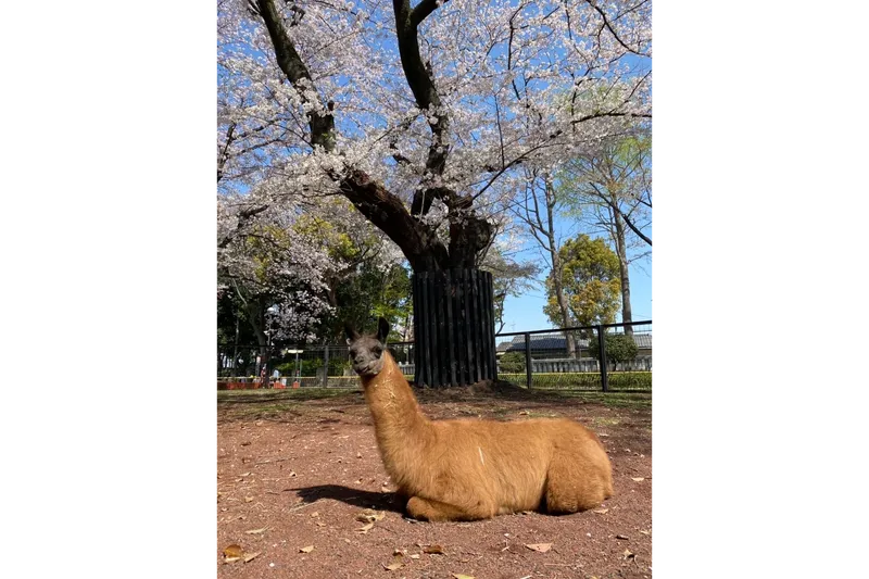 ラマ舎グラウンドのソメイヨシノは大きく見事。