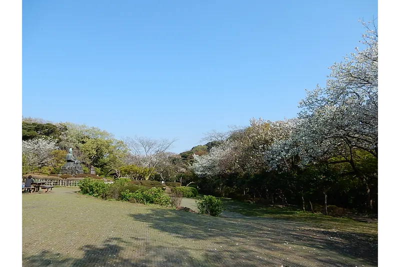 源氏山公園　サクラ