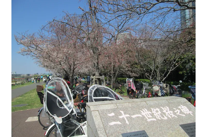 二十一世紀桜の桜・花見情報_1