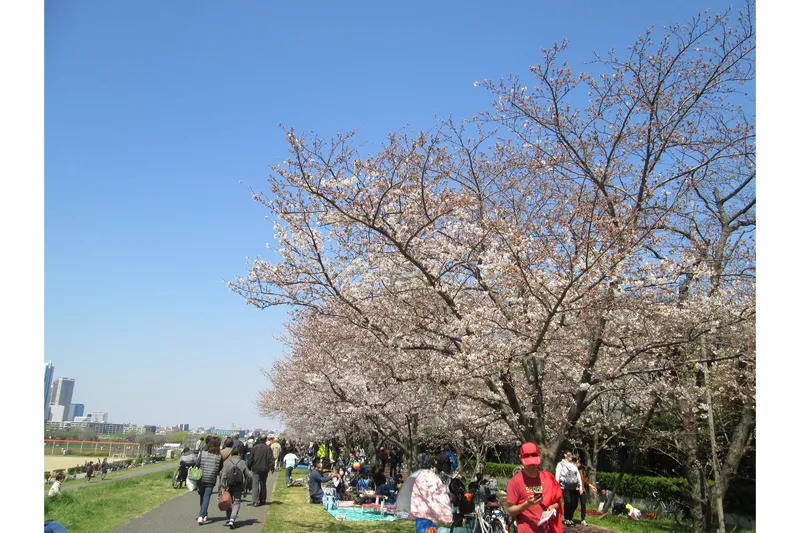 二十一世紀桜の桜・花見情報_2