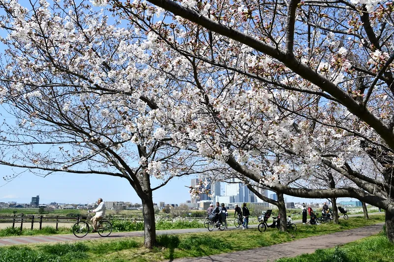 二十一世紀桜の桜・花見情報_3