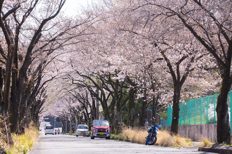 川崎市農業技術支援センターの桜・花見情報_1