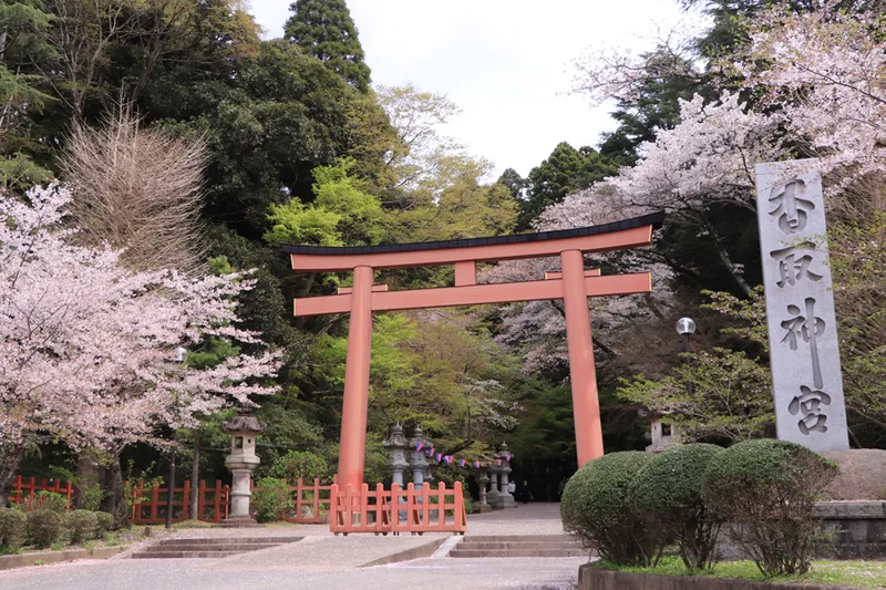 香取神宮の桜・花見情報_1