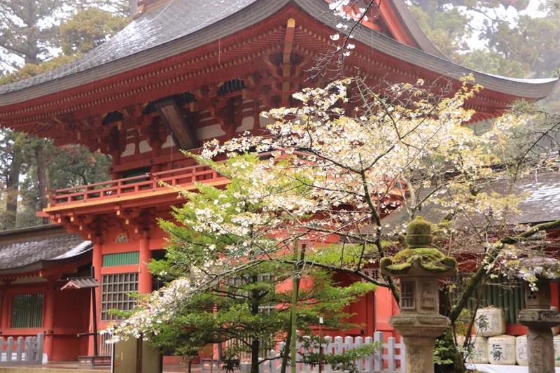 香取神宮の桜・花見情報_2