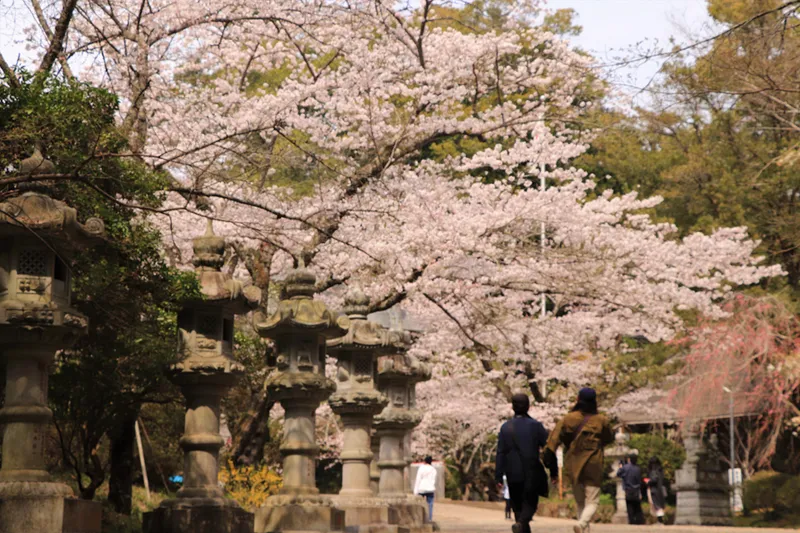 香取神宮の桜・花見情報_3