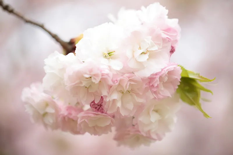 藤沢市長久保公園都市緑化植物園の桜・花見情報_1