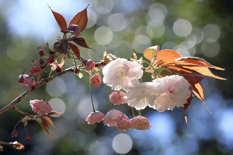 藤沢市長久保公園都市緑化植物園の桜・花見情報_2