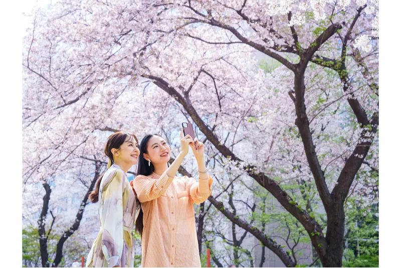 17種約210本の桜を楽しめる