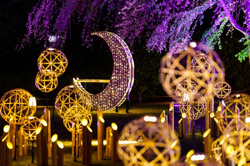 夜桜と竹あかりのコラボレーション