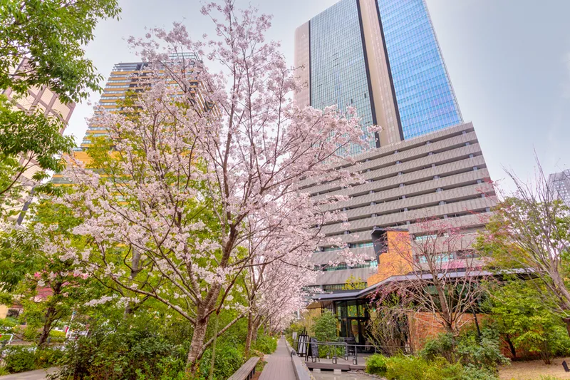 赤坂インターシティAIRの桜・花見情報_1