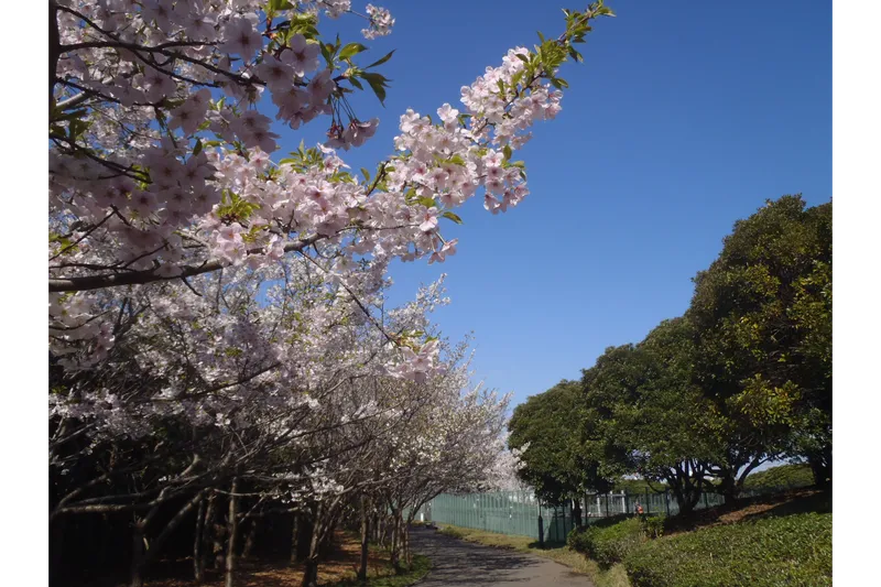 千葉ポートパーク_1