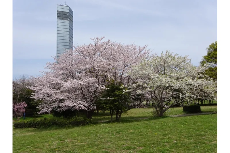 千葉ポートパーク_2