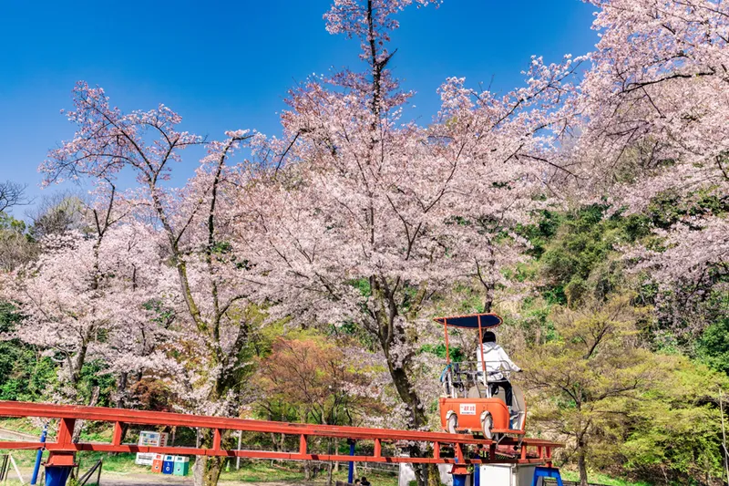 さがみ湖MORI MORIの桜・花見情報_1