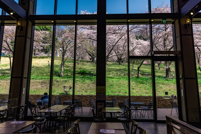 さがみ湖MORI MORIの桜・花見情報_3