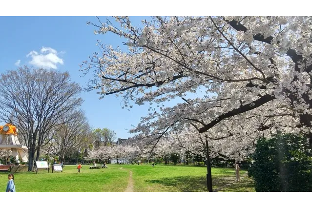 Ａ地区時計塔のまわりをぐるりと囲む桜並木は、絶好のお花見スポットです。