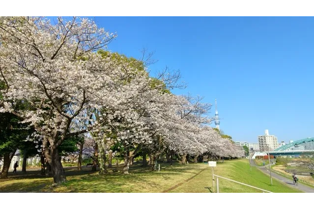 スカイツリーを望む旧中川沿いの土手は、人気の撮影スポットです。