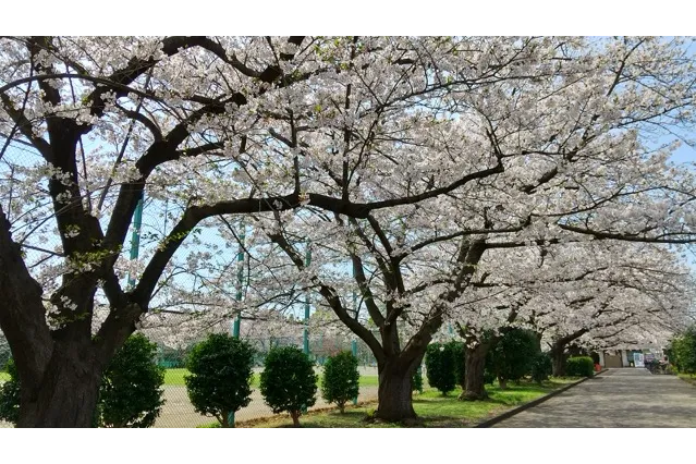Ｃ地区の園路沿いの桜並木。桜を見上げながらの散策をお楽しみください。