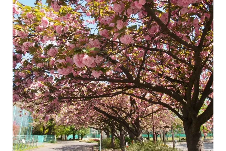 Ｃ地区の遊具広場まわりには、たくさんの八重桜が植えられています。