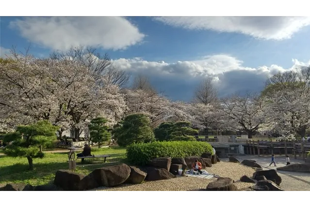 Ｂ地区じゃぶじゃぶ池まわりのソメイヨシノ。