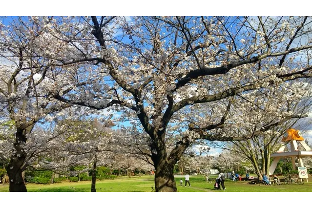 Ａ地区時計塔そばのソメイヨシノ。