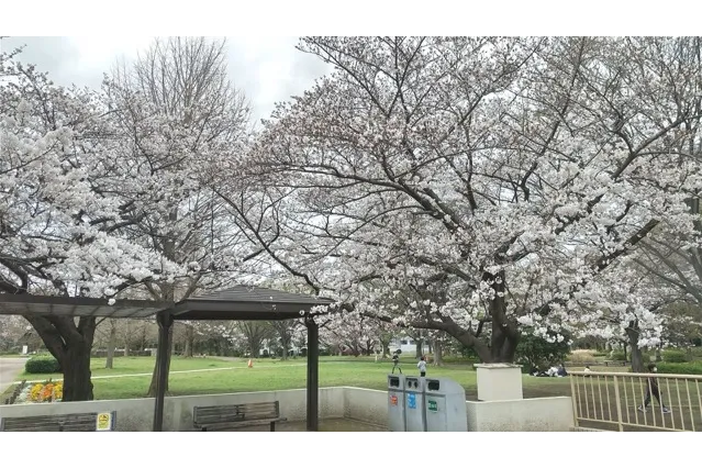 Ｂ地区あずまやそばの芝生広場。毎年多くのお花見客でにぎわいます。