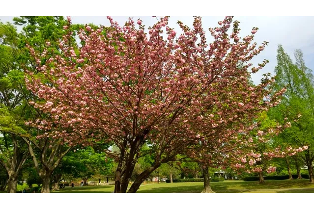 Ｂ地区芝生広場にも八重桜が植えられています。