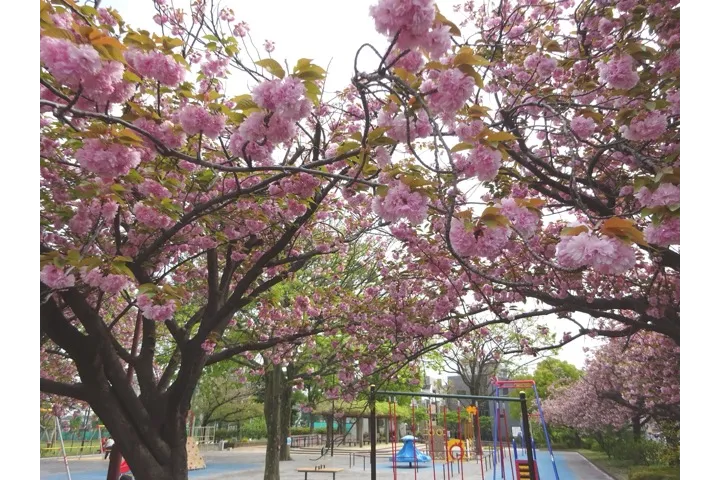 Ｃ地区遊具広場まわりの八重桜。濃いピンクの花は『関山（カンザン）』という品種です。