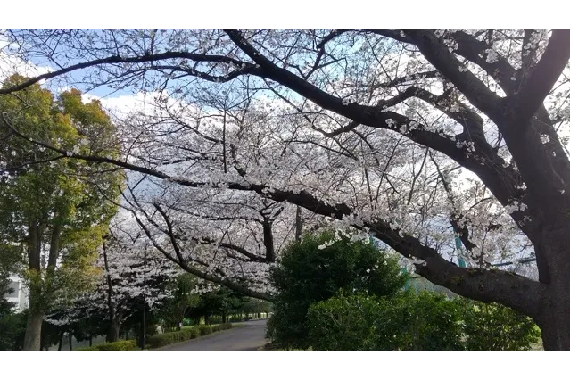 Ｃ地区東側の園路の桜並木。