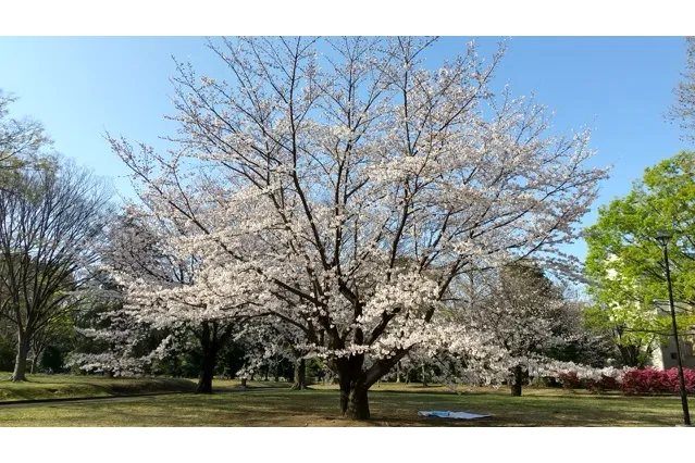 Ｂ地区芝生広場のソメイヨシノ。