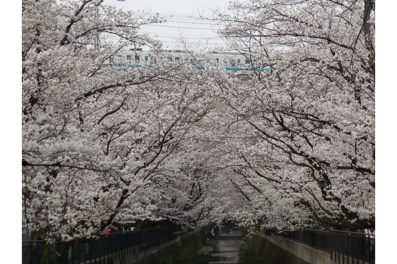 麻生川の桜・花見情報_1