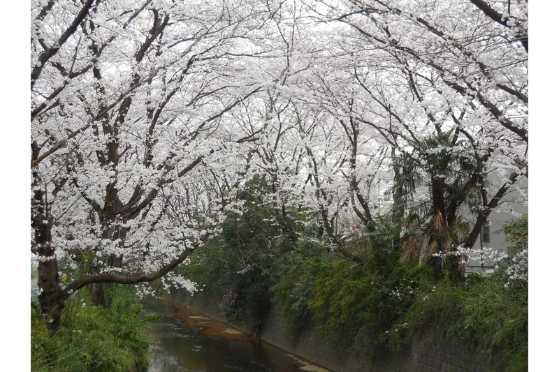 麻生川の桜・花見情報_2