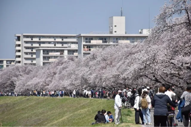 明神下公園の桜・花見情報_1