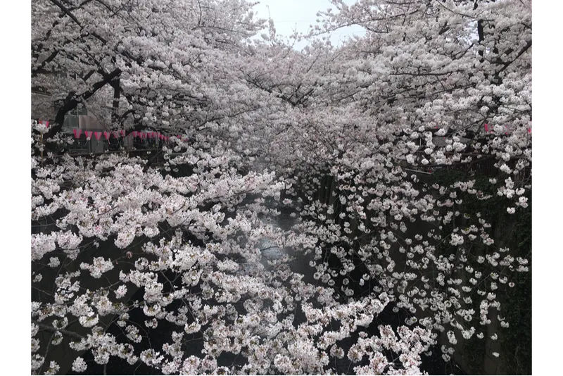 ※画像はイメージです。写真提供：一般社団法人めぐろ観光まちづくり協会