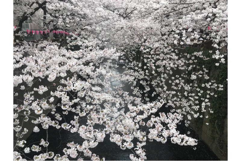 ※画像はイメージです。写真提供：一般社団法人めぐろ観光まちづくり協会