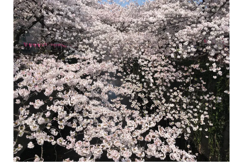 ※画像はイメージです。写真提供：一般社団法人めぐろ観光まちづくり協会