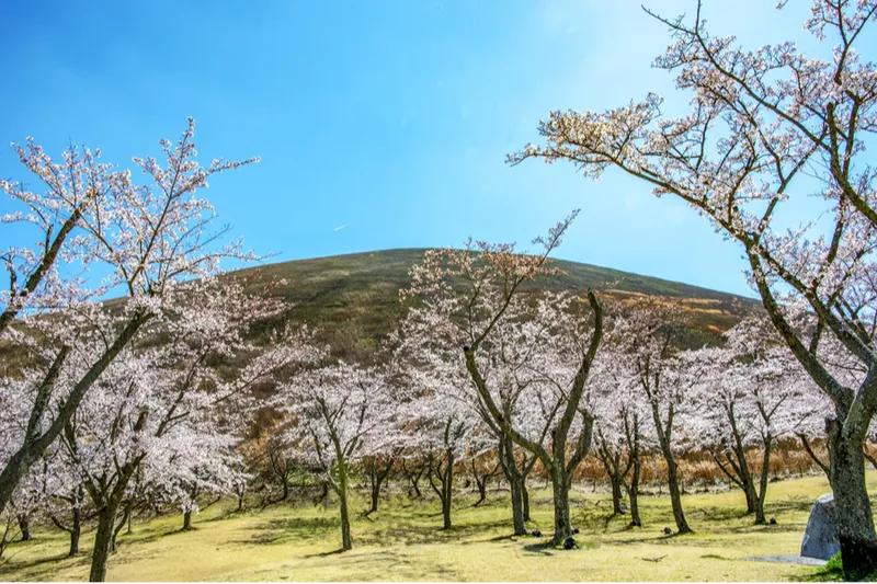 さくらの里の桜・花見情報_1