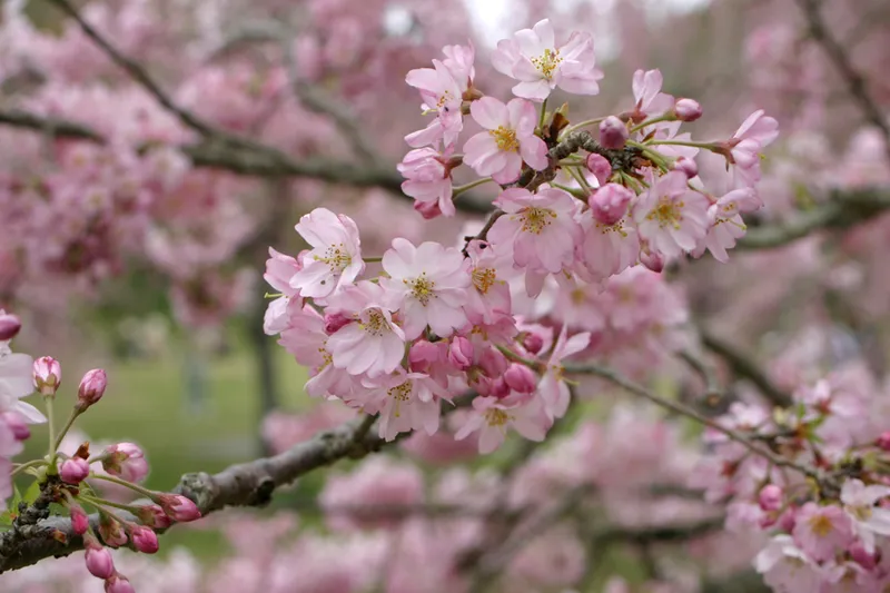 さくらの里の桜・花見情報_2