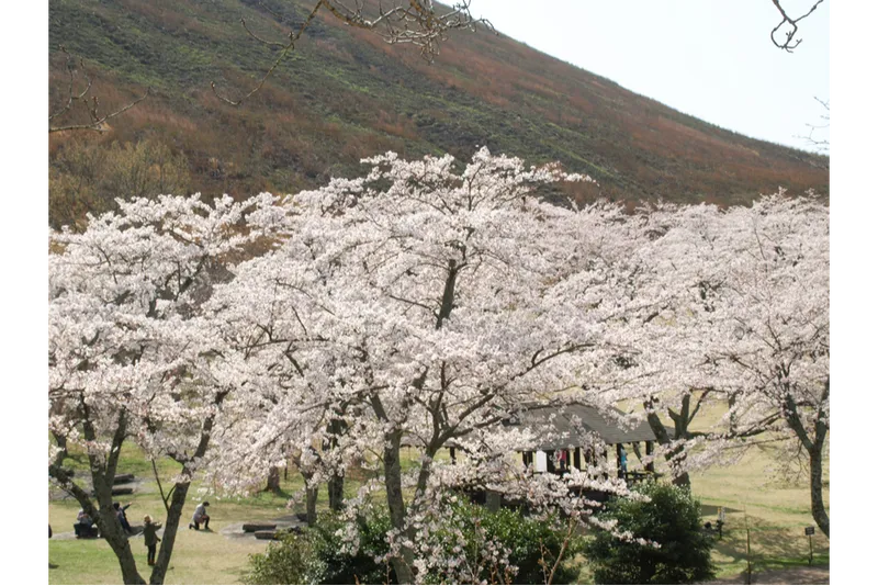 さくらの里の桜・花見情報_3
