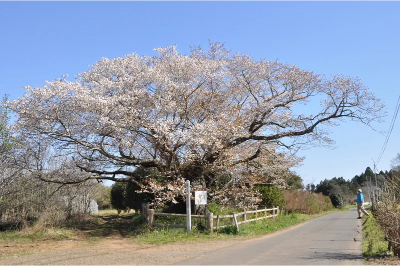 黄門桜の桜・花見情報_1