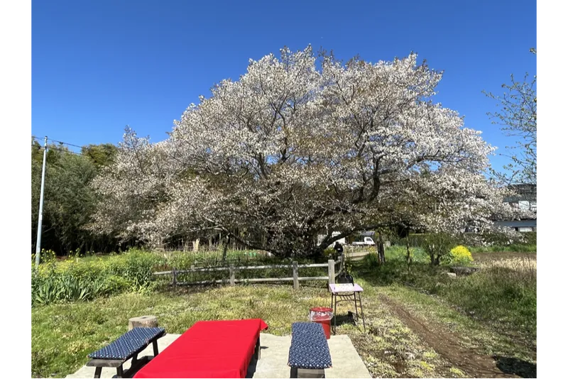 黄門桜の桜・花見情報_2