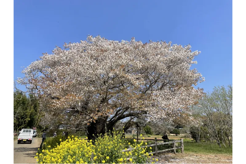 黄門桜の桜・花見情報_3