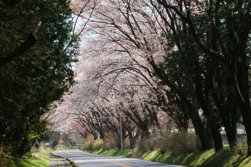 日光街道桜並木の桜・花見情報_1