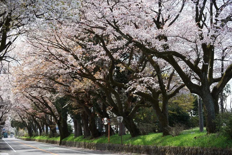 日光街道桜並木の桜・花見情報_2