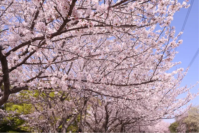 加須はなさき公園(加須はなさき水上公園)_4