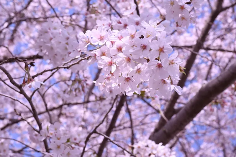 加須はなさき公園(加須はなさき水上公園)_3