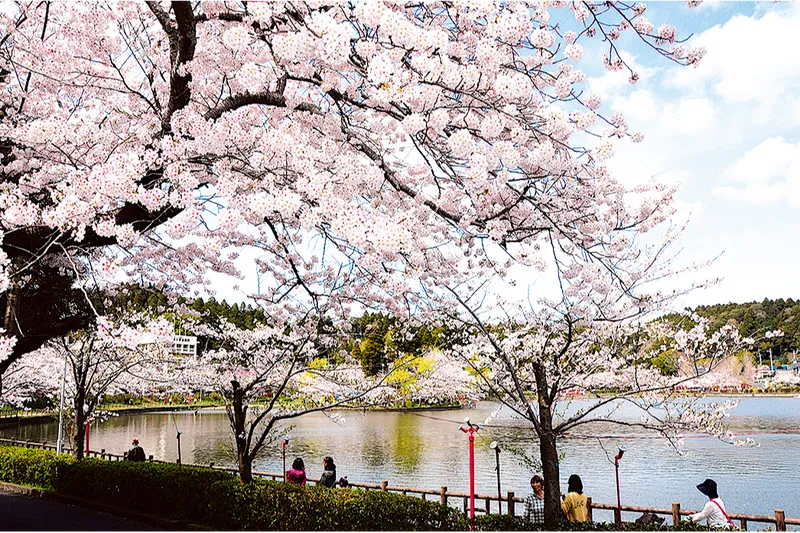 八鶴湖畔の桜・花見情報_1