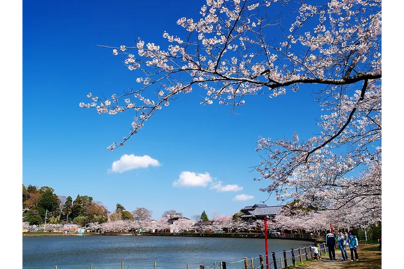 八鶴湖畔の桜・花見情報_2