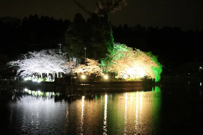 八鶴湖畔の桜・花見情報_3